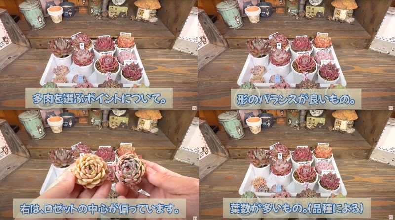 出所：@四十郎の多肉チャンネル