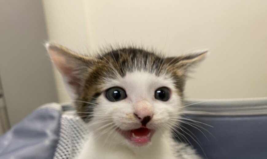 出所：@Saeroyi_cat