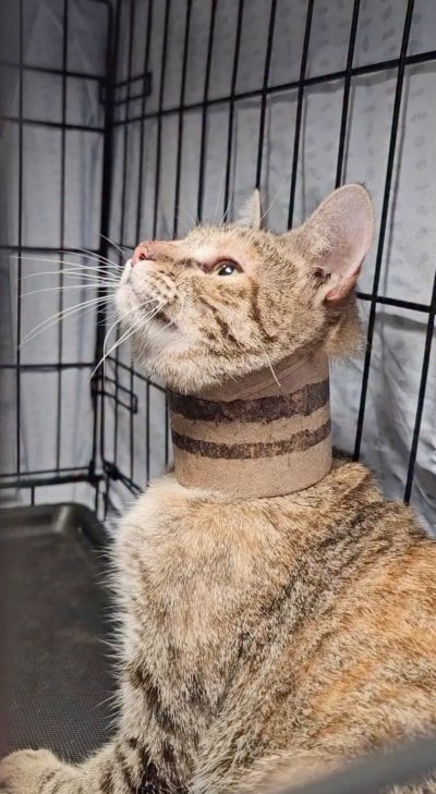 2度保護された「首にチューブが巻きついた猫」　安住の地を与えた里親に「引き取ってくれてありがとう」