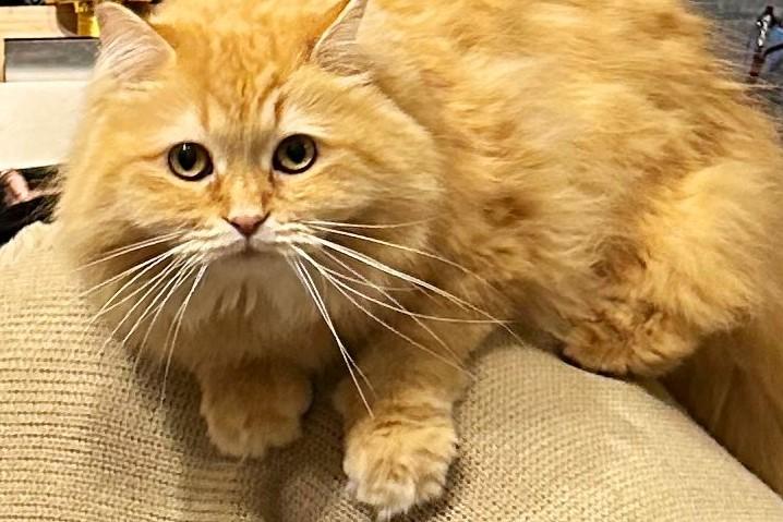 出所：@NEKOLAND13