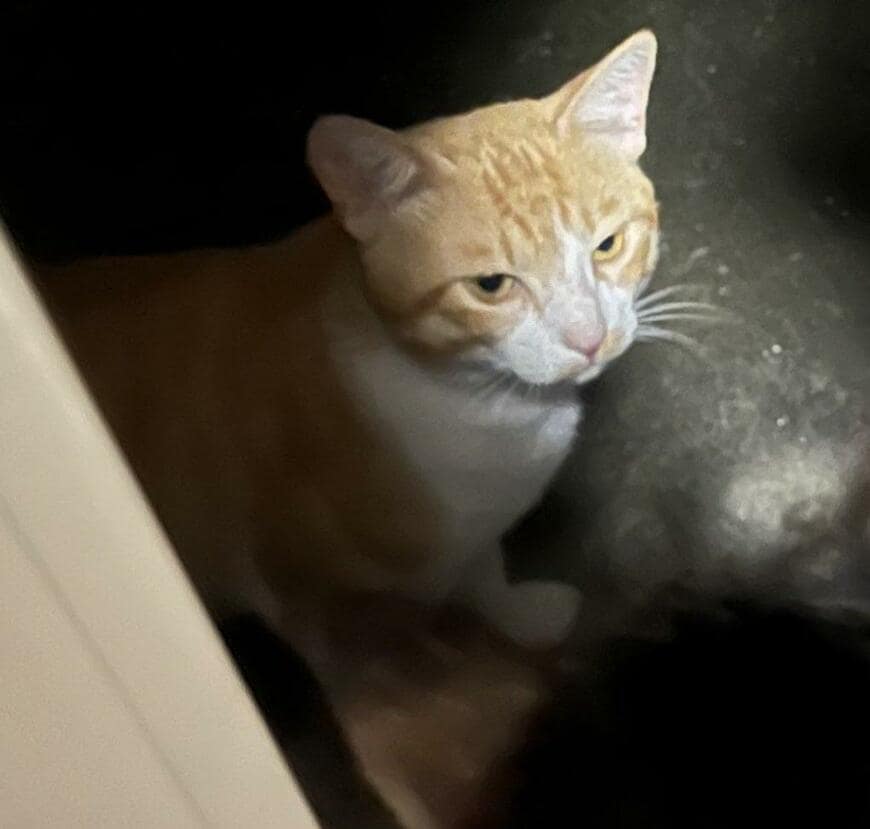 出所：@Neko2Obasan