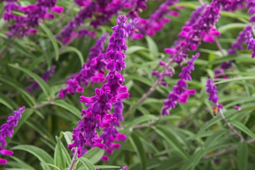 sasimoto/shutterstock.com