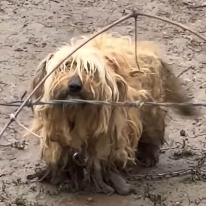 鎖につながれていた放置犬を保護。根気強いケアを経て回復していく過程に感動が広がる