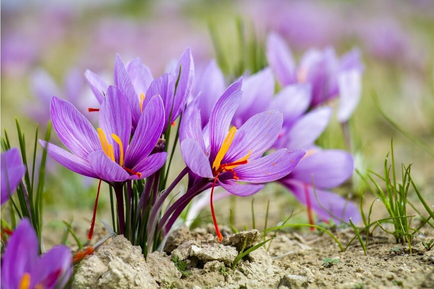 Rawf8/istockphoto.com