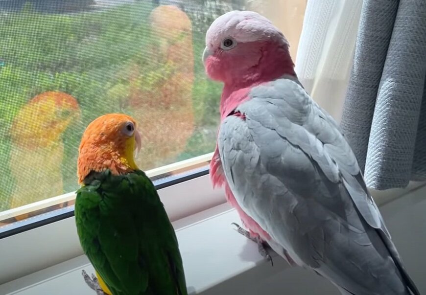 出所：@anz_omomiri