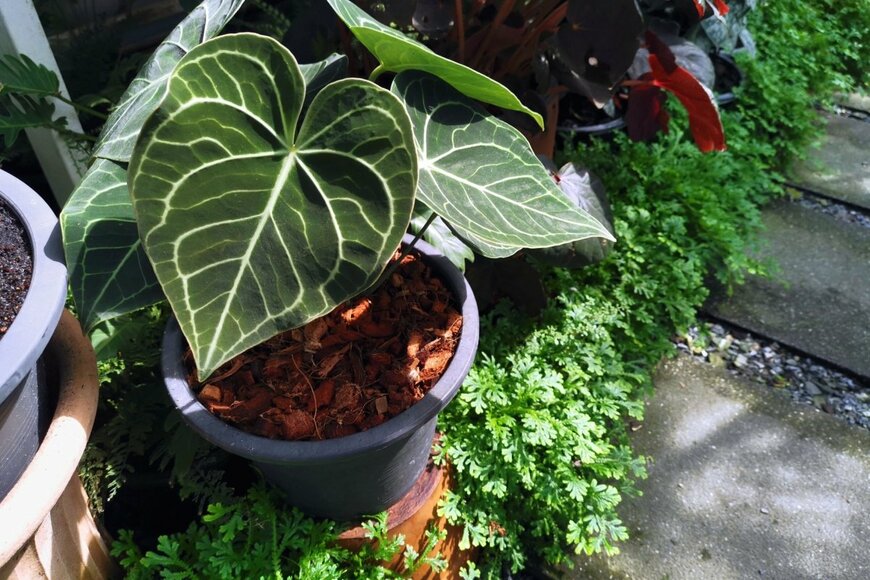 Pond Thananat/shutterstock.com