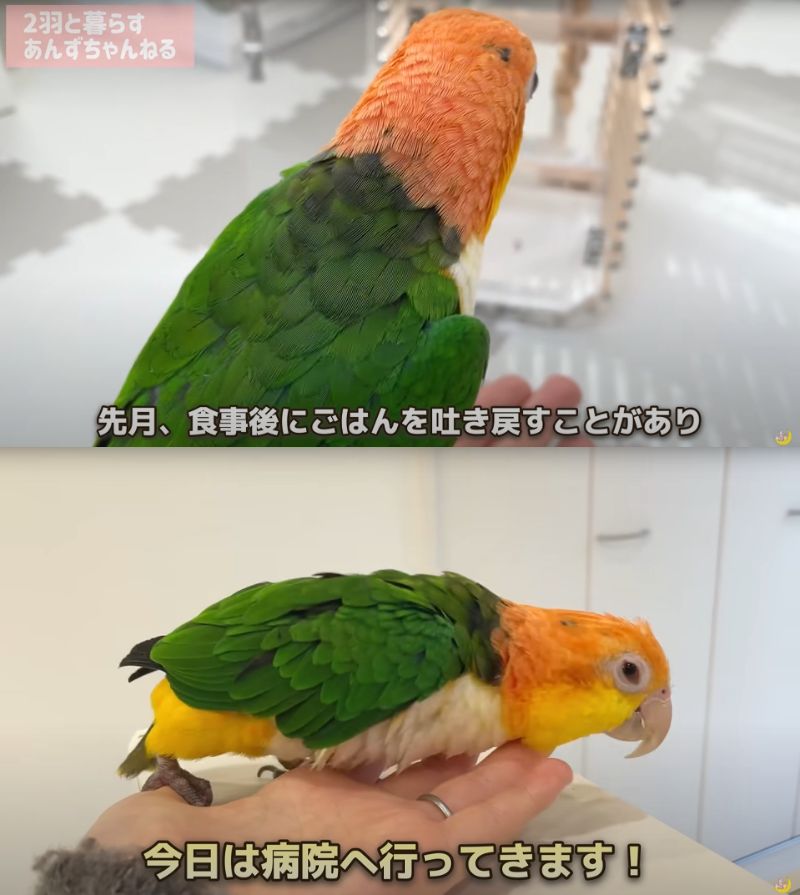 出所：@anz_omomiri