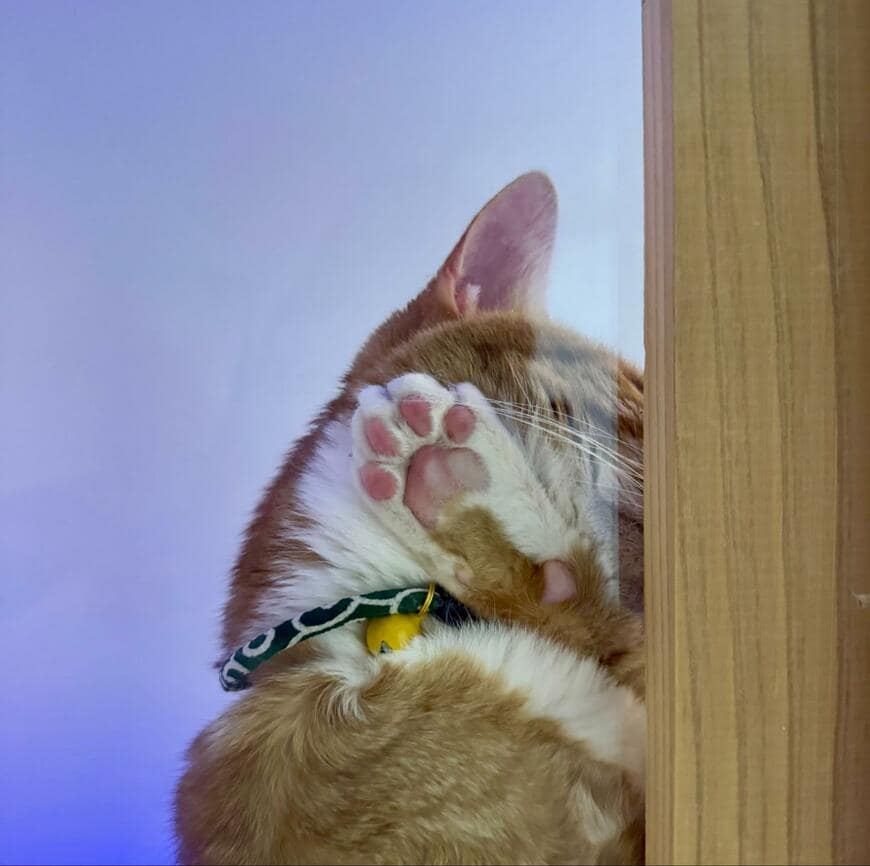 出所：@omochi_nam01