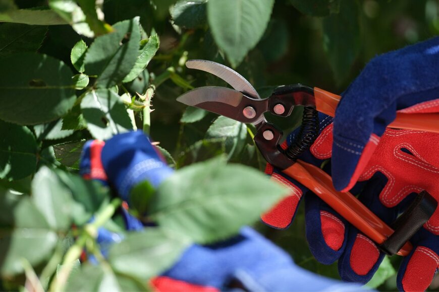 megaflopp/shutterstock.com