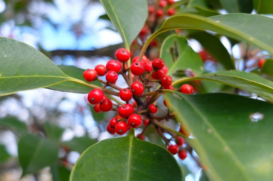 LIMOガーデニング部撮影