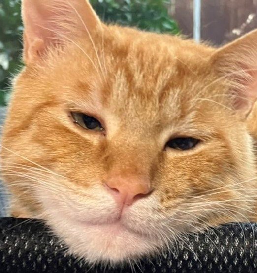 出所：@Beercat_Ana_Dar