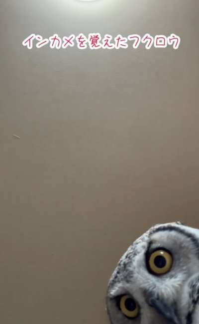 【インカメを覚えたフクロウ】自分が映るものに興味を示す姿にSNSでも反響続々