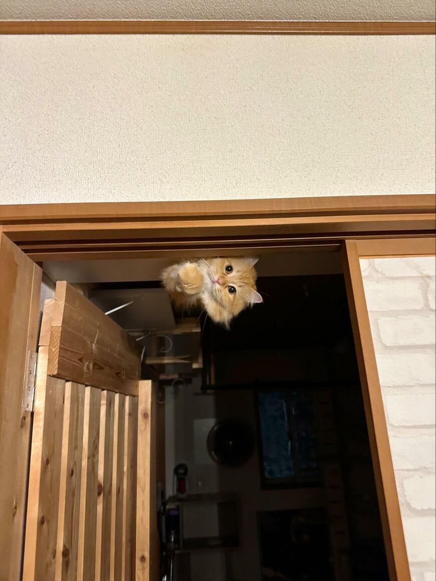 出所：@NEKOLAND13