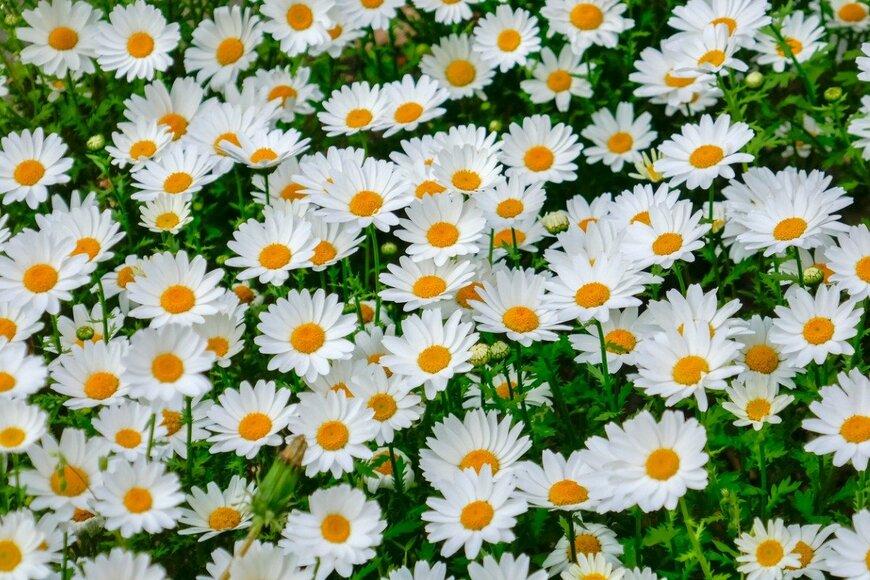 Orthosie/istockphoto.com