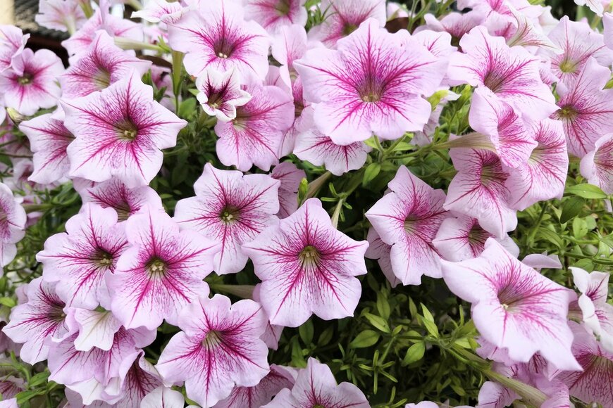 Chinnabanchon9Job/shutterstock.com