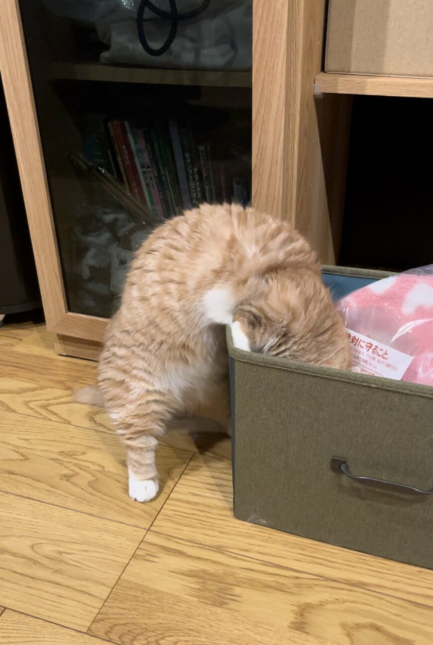 箱好きの猫