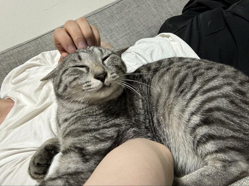 撫でてもらう猫