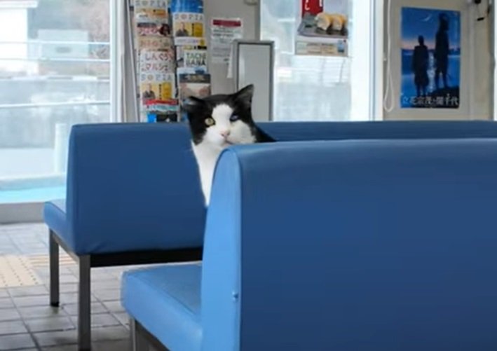 こっちを見る猫