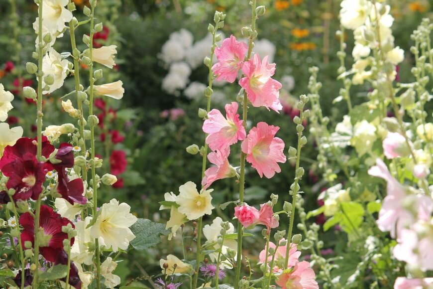 背の高い茎に、ピンク・白・赤の大きな花をつけるタチアオイ