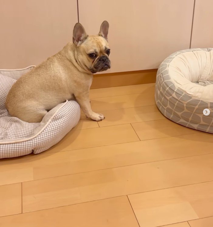 フレンチブルドッグ