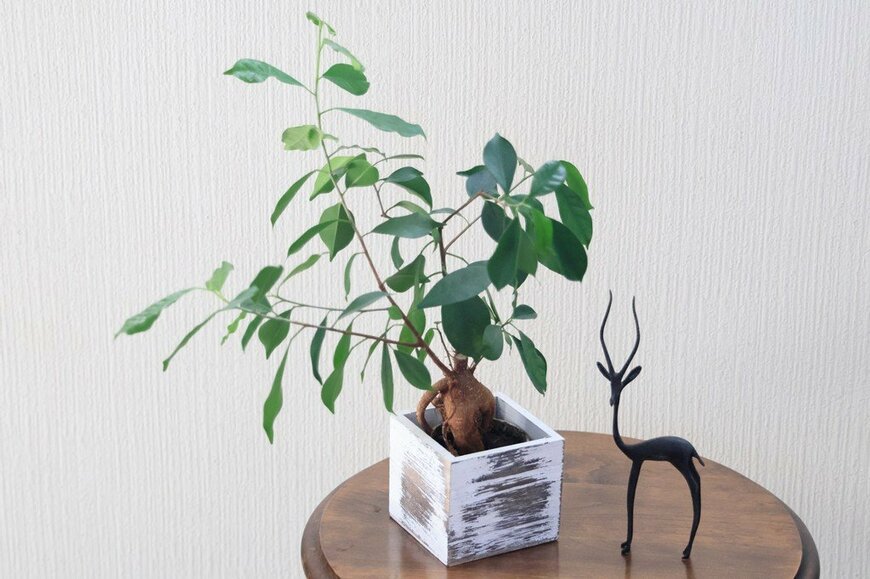 白く塗られた木の鉢カバーに入っている、ガジュマル