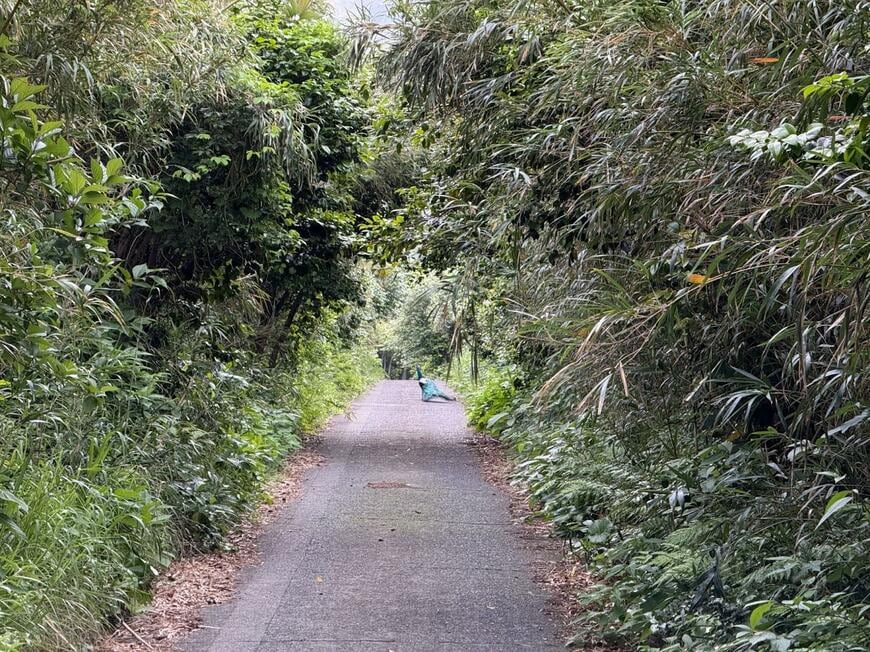 道を歩いているクジャク