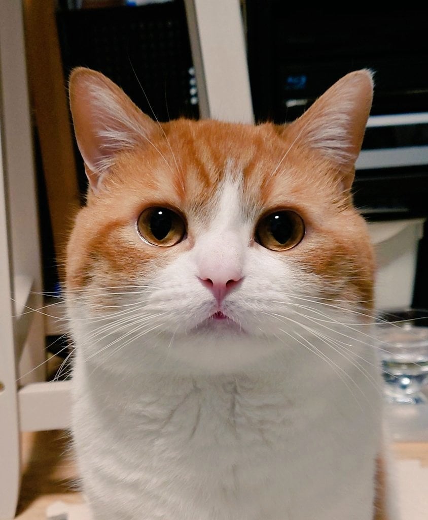 大人になった猫