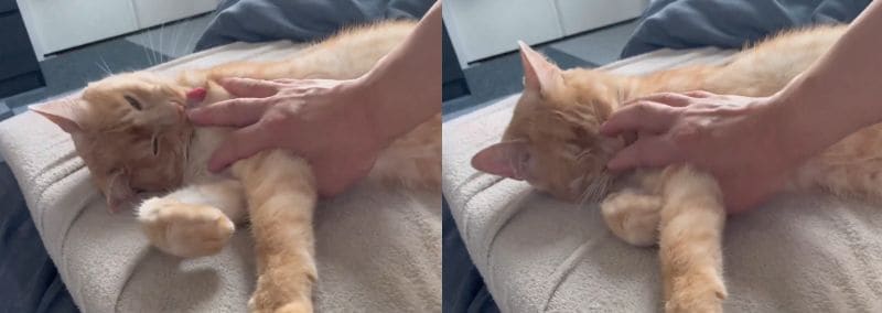 投稿動画のワンシーン