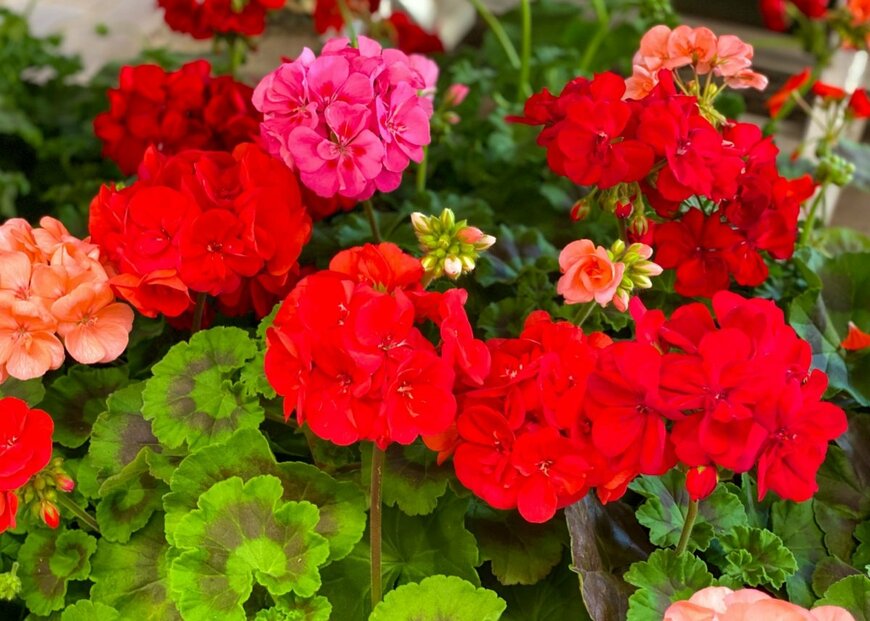 赤やピンクの花を咲かせている、ゼラニウム