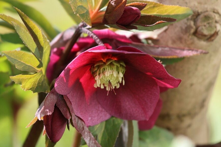 ワインレッドの花を咲かせている、クリスマスローズ