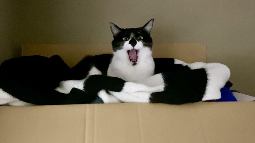 ミニにゃんこゴジラ