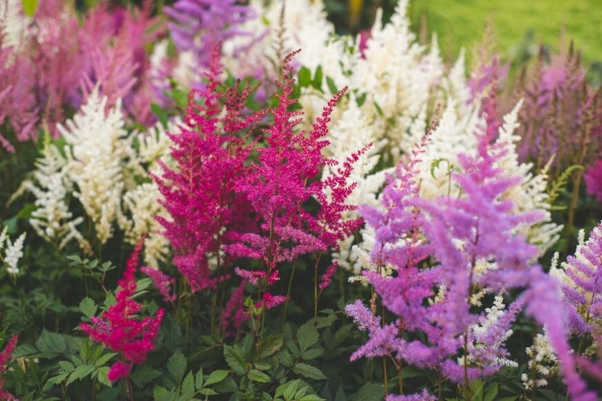 アスチルベの花が咲いている。色は白、赤、ピンク。