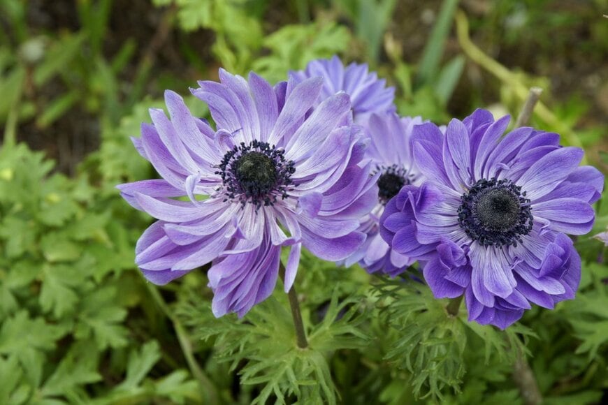 花芯が黒、花弁が薄紫のアネモネの花のアップ画像