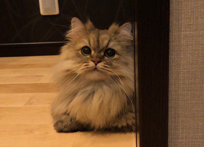 ふわふわの毛と大きな瞳がたまらないパピコくん