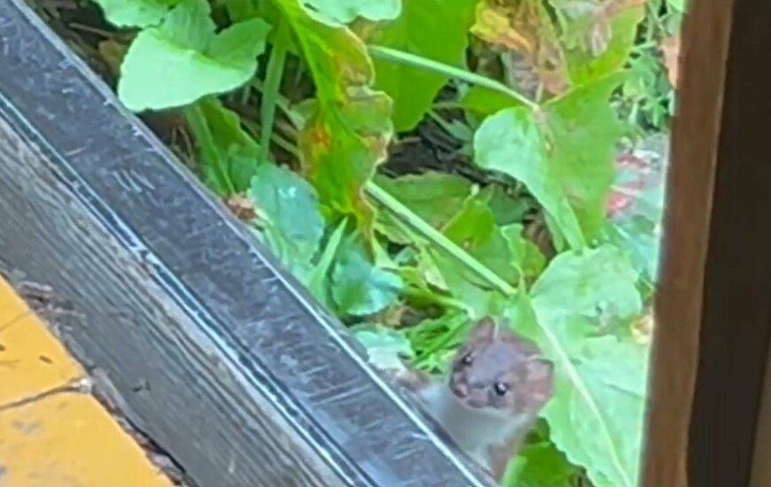 山小屋で撮影されたオコジョ