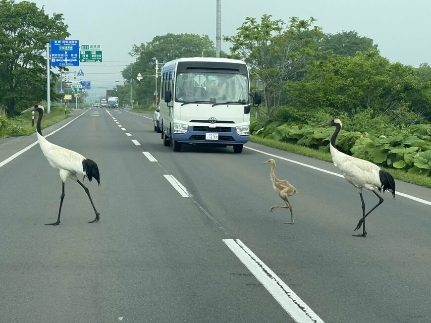 ひな鳥も現れた