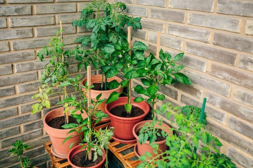 プランターに植えられた、複数の野菜の苗