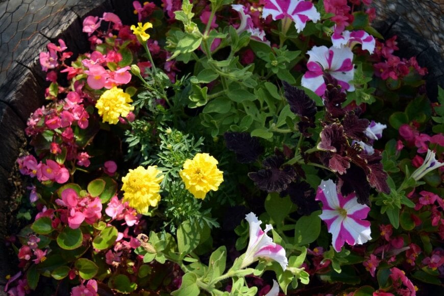 黄色やピンクなど色とりどりの花