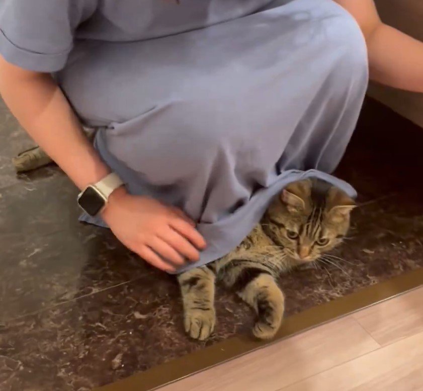 スカートの中で寝そべる猫