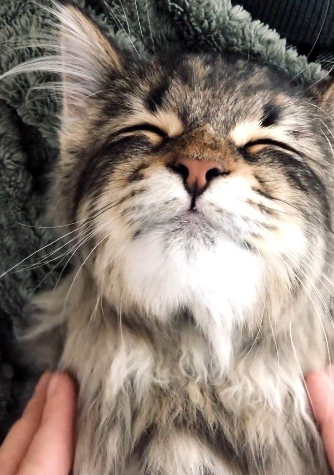 全日本きもちよさそうに眠るねこ