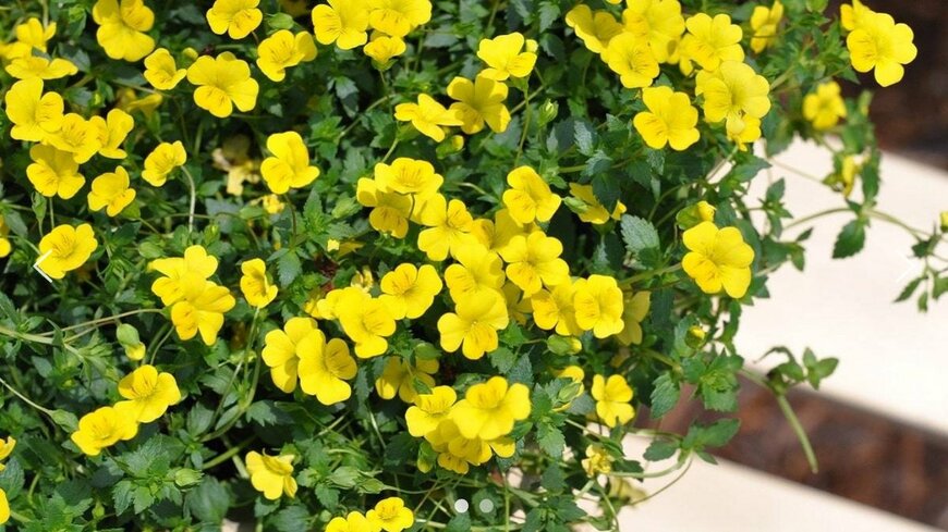 PROVEN WINNERS（R）公式　メカルドニア ルミナス