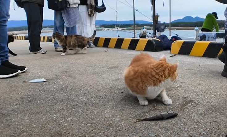 困惑する猫ちゃん