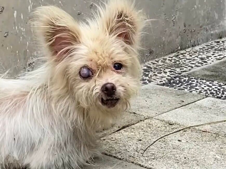 出所：<u><a href="https://www.instagram.com/p/DZFTJGigea5/" target="_blank">@missionpawsible</a></u>