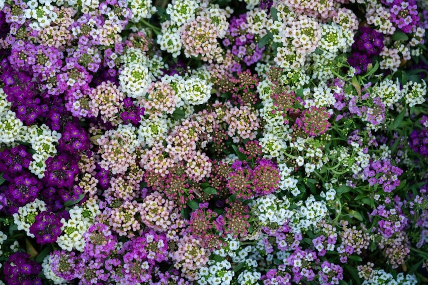 紫、ピンク、白などの小花を咲かせている、スイートアリッサム 