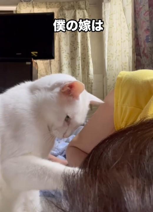 トントンする猫