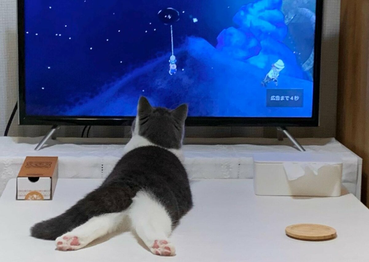 テレビに夢中な子猫の1年後 思わず驚きの成長姿に12万件のいいね