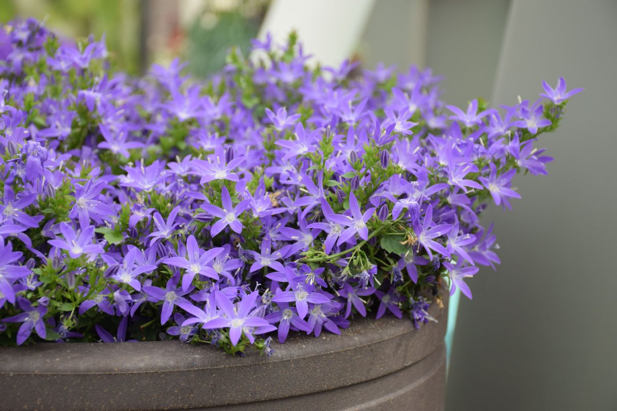 写真 | 【ガーデニング】夏は涼やかカラーの花で「こんもり鉢植え」を!オススメ草花7選 ブルーやホワイトなどのクールな夏の花で爽やかに ...