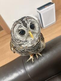【カメラを見つめるフクロウ】つぶらな瞳に胸キュンする人続出！癒されたい人は必見