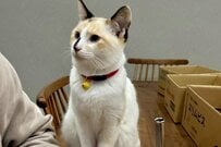保護子猫が「お気に入りの段ボール」を差し置いて選択したものが話題　「何から何までかわいい」