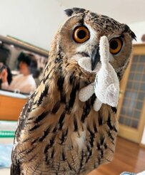 【優しい？フクロウさん】お気に入りのおもちゃを飼主さんへ「あげる」ともってきてくれたと思ったら…？